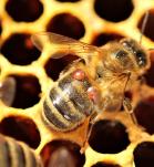 Abeja en un panal