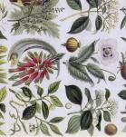 Diferentes tipos de plantas