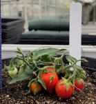 Medicion de tomates miniatura