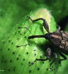 insecto