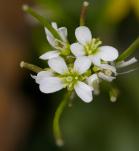 Variedad de planta Arabidopsis 