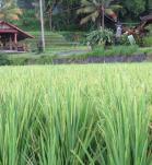 cultivo arroz