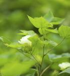 Cultivo transgenico