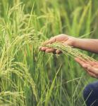 Cultivo de Arroz