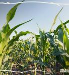 Cultivo en campo