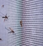 Mosquitos 