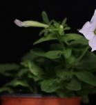 Petunia