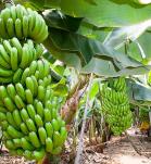 platano