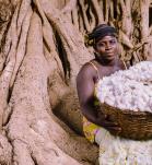 Mujer decendencia africana con una canasta llena de Algodon