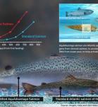 Grafica sobre la diferencia entre un Salmon normal y un Salmon transgenico