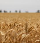 Campos de trigo