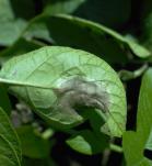 Hoja con un tipo de enfermedad