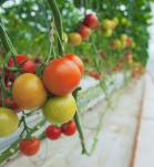 tomates