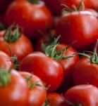 Frutos de Tomate