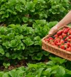Canasta con cultivo de fresa