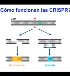 Video explicando que es el CRISPR