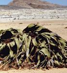 Planta a la deriva de un desierto