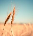 Cultivo de Trigo