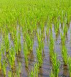 Campo de cultivo de Arroz