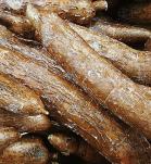 yuca