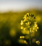 Planta de Canola