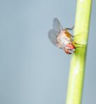 Foto de una mosca de fruta (Drosophila melanogaster)