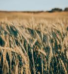 Campo de trigo al atardecer