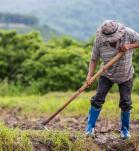 Hombre arando un cultivo de arroz.