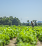 Agricultores en un cultivo.