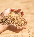 Manos sosteniendo granos de arroz