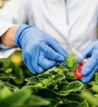 Presentan proyecto para regular la edición genética en Reino Unido