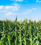 Brasil aprueba uso comercial de nueva variedad de maíz transgénico
