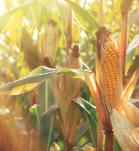 Nigeria abre las puertas a dos nuevos transgénicos  trigo HB4 y maíz TELA