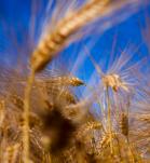 Producción mundial de trigo podría duplicarse con edición genética