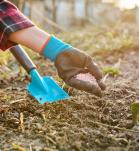 Descubren ruta para usar menos fertilizantes químicos en cereales