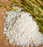 Modificación genética en arroz mejora su rendimiento en 40%