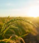 Cultivos transgénicos han aumentado ingresos de agricultores en 261 mil millones de dólares