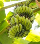 banano genéticamente modificado
