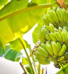 Plantación de banano - banano genéticamente modificado