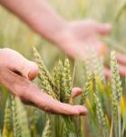trigo editado - imagen de trigo cultivado