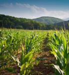 cultivos, cultivos transgénicos, Agro-Bio