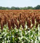 sorgo resistente, sorghum, biotecnología, agro-bio