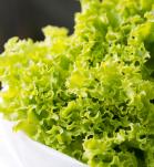 lechuga transgénica