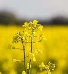 canola, campo de canola