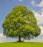 árbol transgénico