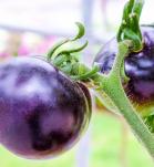 Tomate morado