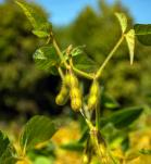 soya transgénica, cultivo de soya