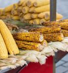 transgénicos, agrobio, alimentos transgénicos, maíz transgénico