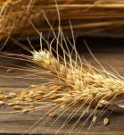 genética del trigo, trigo, wheat, agrobio