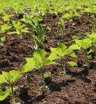 cultivos resistentes a plagas